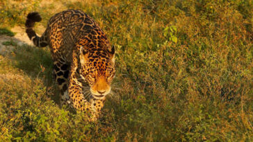 Cruzada desde Corantioquia para la conservación del jaguar y su hábitat