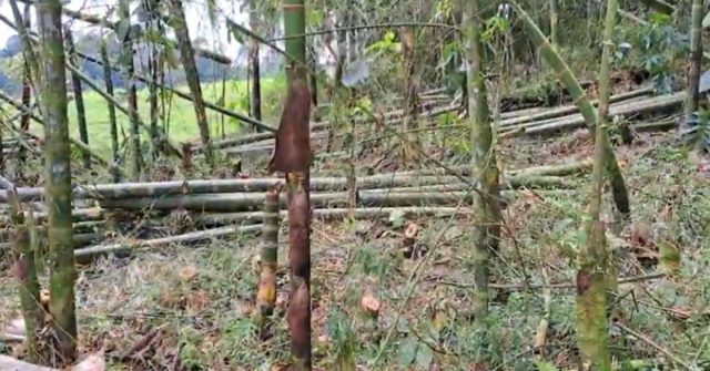 Decomisaron 126 piezas de guadua que fueron taladas en Filandia sin un permiso
