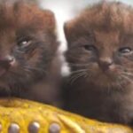 Dos neonatos de puma yaguarundí recién nacidos fueron rescatados en Calarcá