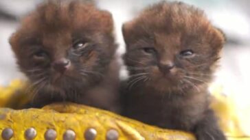 Dos neonatos de puma yaguarundí recién nacidos fueron rescatados en Calarcá