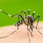 En Armenia, se han registrado 121 casos de dengue durante el 2023