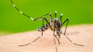 En Armenia, se han registrado 121 casos de dengue durante el 2023