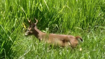 Venado de cola blanca