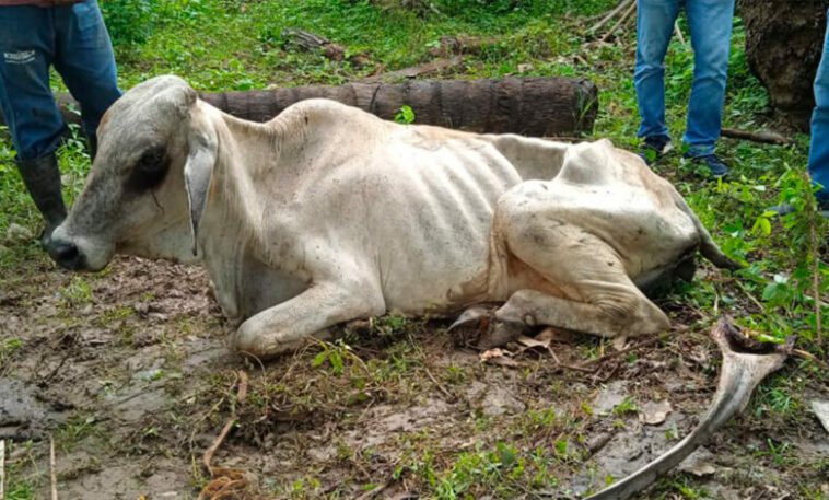 Ganaderos de Puerto Escondido en crisis: más de mil reses muertas por sequía