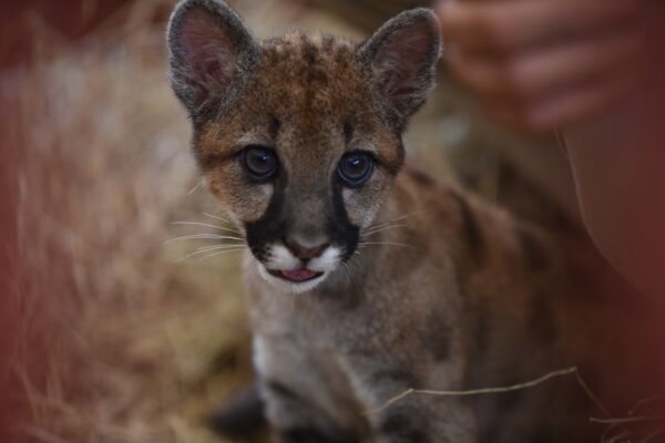 La triste historia de los pumas bebés que llegaron al Bioparque Ukumarí