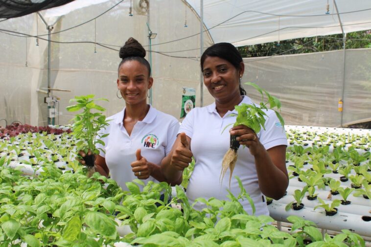 MADRE CABEZA DE HOGAR CULTIVA HORTALIZAS | El SENA le permitió fortalecer el camino.