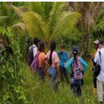 Nariño principal productor de palma de coco, pero plagas tienen en vilo a campesinos de Tumaco