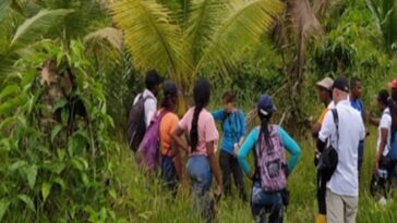 Nariño principal productor de palma de coco, pero plagas tienen en vilo a campesinos de Tumaco