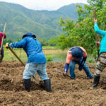 Paicoleños se benefician de proyectos de extensión agropecuaria