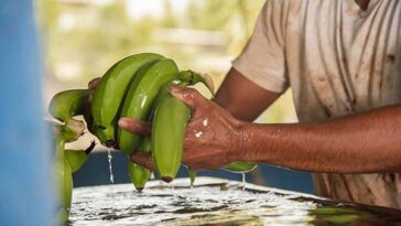 La agroindustria del banano se ha convertido en el motor económico nacional tras ser este el tercer producto exportable.
