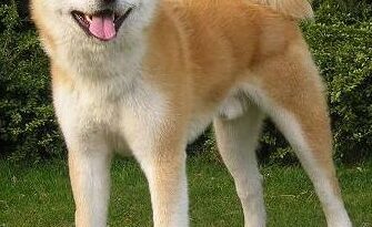 Raza Akita Americano. Imagen de referencia