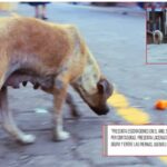 En Soacha maltrato animal perros en la calle.