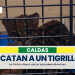 Rescataron a tres aves y un tigrillo que estaban en cautiverio