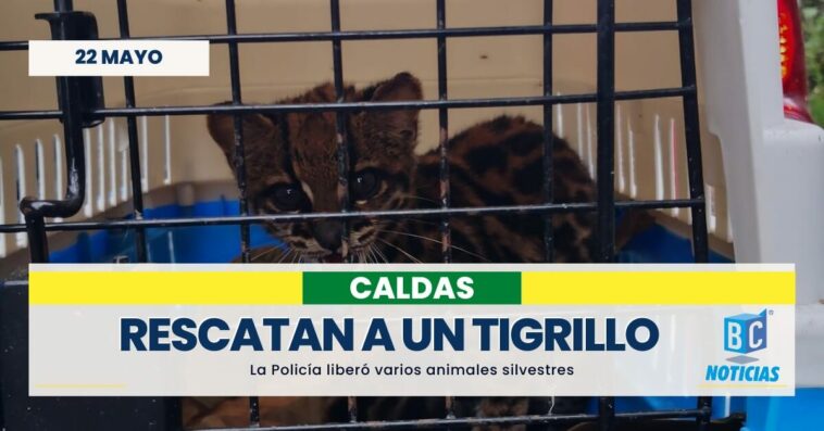 Rescataron a tres aves y un tigrillo que estaban en cautiverio