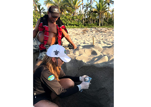 El departamento del Magdalena es un territorio de anidación para estas especies, en especial las playas de Guachaca, Mendihuaca, entre otras.