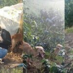 Tres peluditos, que fueron abandonados en Hojas Anchas, buscan un hogar