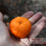 Universidad Nacional sede Orinoquia estudia propiedad antioxidante de la guayaba paujía