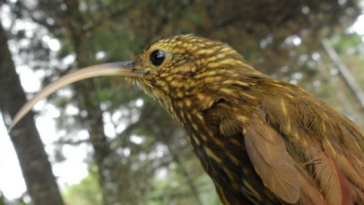 Especie de ave que se consideraba extinta en la region fue avistada en Medellin Guadanero Estriado