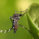 Villavo: casi 2.000 casos de dengue