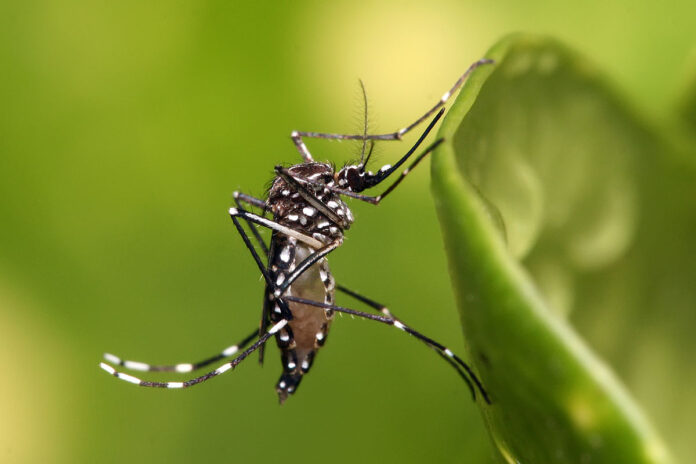 Villavo: casi 2.000 casos de dengue