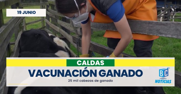 25.000 cabezas de ganado han sido vacunadas contra la fiebre aftosa y la brucelosis bovina en Caldas