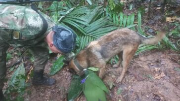 Así va la búsqueda de Wilson, el perro que encontró a los niños en el Guaviare