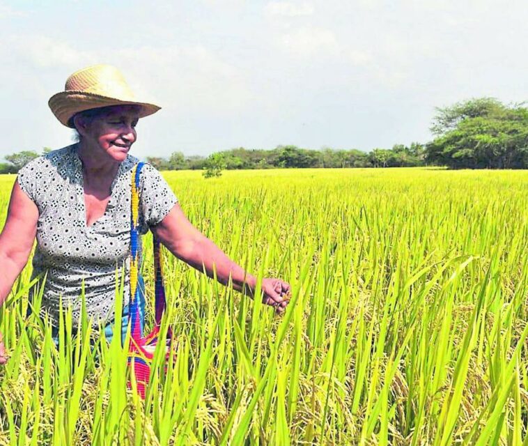 Banco Agrario reinvierte $ 300.000 millones de sus utilidades para otorgar más crédito