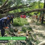 Bomberos retiran árboles caídos por fuertes lluvias en Montería