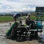 Campoalegre impulsa la siembra de arroz por medio de nuevas tecnologías