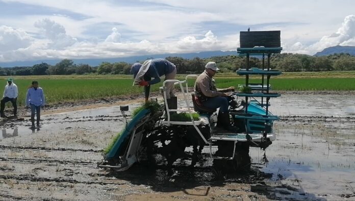 Campoalegre impulsa la siembra de arroz por medio de nuevas tecnologías