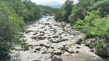 Corpoguajira realiza restauración y preservación de ecosistemas forestales de los ríos Cesar y Ranchería