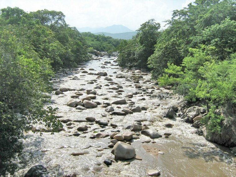 Corpoguajira realiza restauración y preservación de ecosistemas forestales de los ríos Cesar y Ranchería