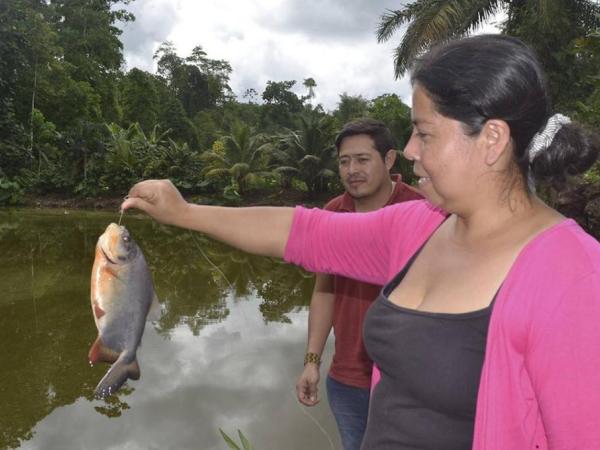 Tilapia