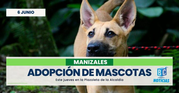 Este jueves se tendrá una jornada de adopción de mascotas en la plazoleta de la Alcaldía