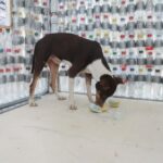 Estudiantes de la Unimagdalena construyen casas con material reciclable para perros