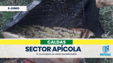 Fortalecerán el sector apícola de 11 municipios de Caldas
