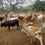 Por tanto verano, propiciado por el fenómeno del Niño, tiene un tanto preocupados a los pequeños ganaderos de La Guajira, porque la dificultad de sequía que atraviesa el ganado.