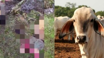 Hurto de ganado en el Quindío: Plan Vaquería para prevenir el delito en el sector