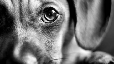 Indignación en Antioquia: investigan la muerte de un perro que fue incinerado