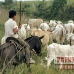 Las 5 estrategias de Casanare para convertirse en el primer productor ganadero del país