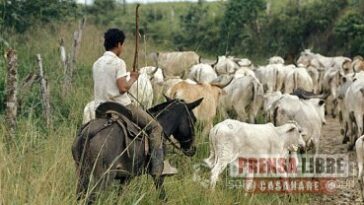 Las 5 estrategias de Casanare para convertirse en el primer productor ganadero del país