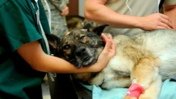 Más de 2.000 cupos para esterilizaciones gratuitas de mascotas en Armenia