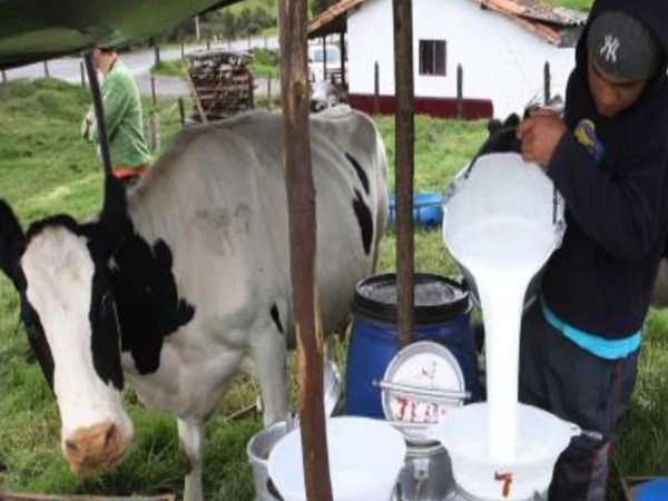 Ministerio logró acuerdo con Alquería para seguir con la compra de leche a campesinos de Nariño