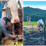 «Esplendor»: El toro que puso patas arribas a Bogotá en una tarde