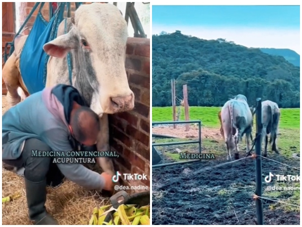 «Esplendor»: El toro que puso patas arribas a Bogotá en una tarde