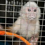 Rescatan a un mono capuchino que estaba secuestrado en una vivienda de Bello