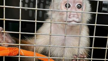 Rescatan a un mono capuchino que estaba secuestrado en una vivienda de Bello