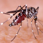 Risaralda ente los departamentos con menor incidencia de casos de dengue