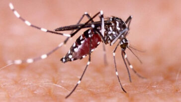 Risaralda ente los departamentos con menor incidencia de casos de dengue
