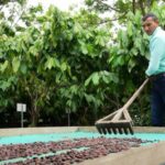 SENA Arauca seleccionada en la convocatoria “Cacao para la Paz” del Fondo de Innovación 100k